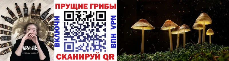 хочу   Курчалой  Псилоцибиновые грибы прущие грибы 